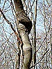 Baum16klein
