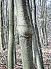 Baum20klein