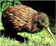 Agnes-Kiwi (klicken)