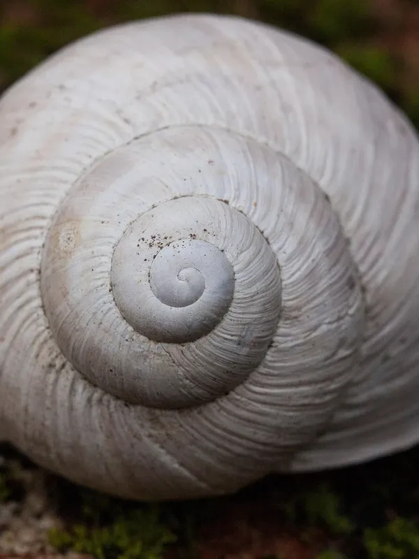 Spiral - Baum