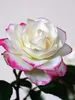 Bauernroseklein