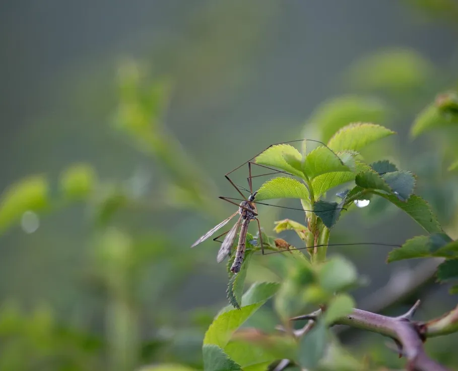 Fliege in einer Rosenblüte