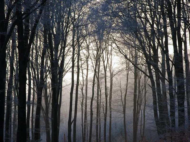 Wald