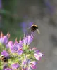 Hummel2klein