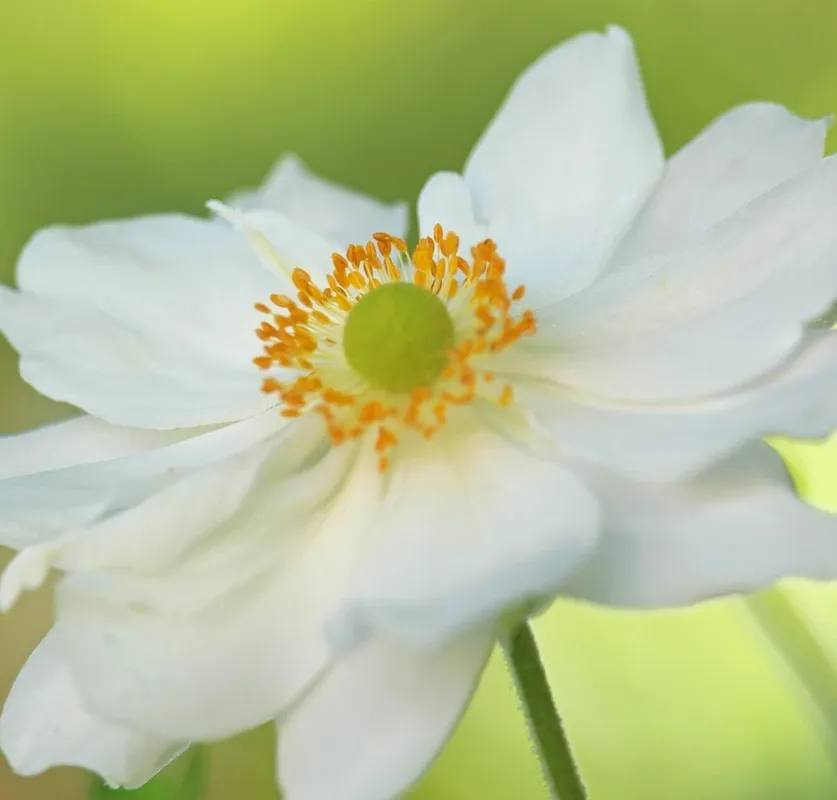 Anemone