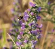 Hummel