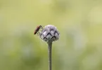 Fliege
