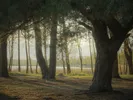 Fruehlingswaldklein