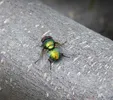 Fliegegruenklein
